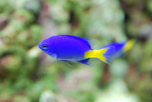 100 Epic Best熱帯魚 青い魚 最高の花の画像