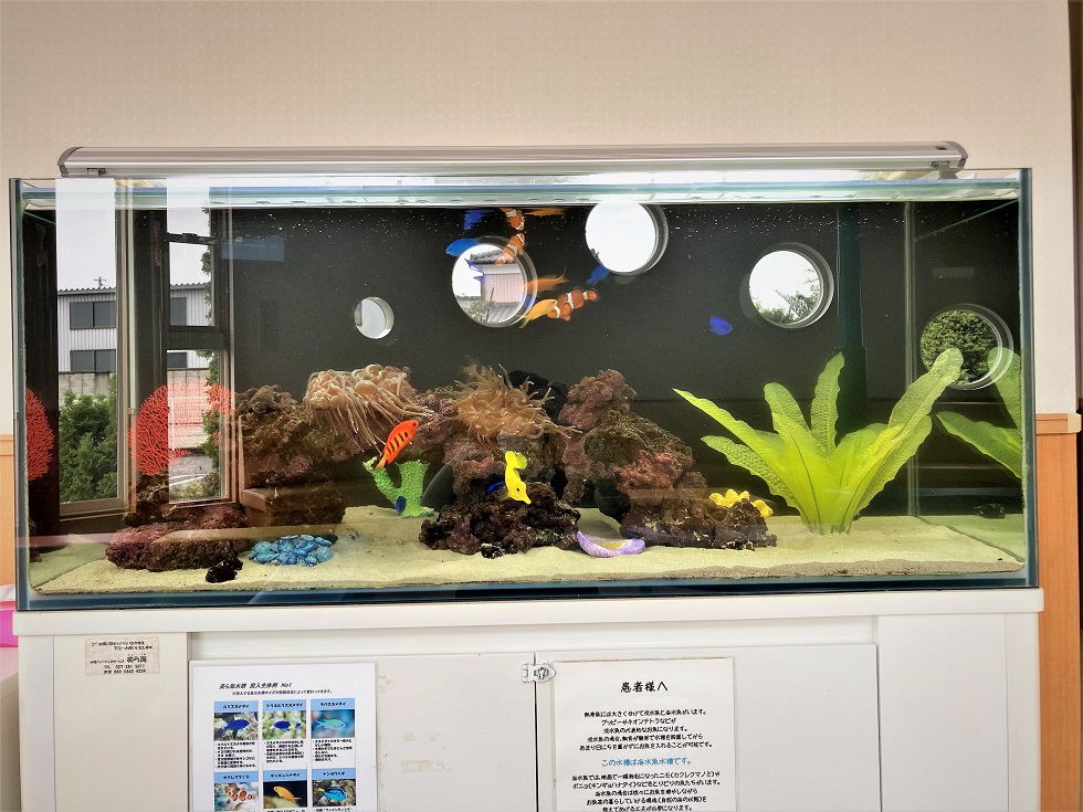 水槽に新しい飾り追加！🌿 | 熱帯魚の水槽レンタルサービス｜美ら海 