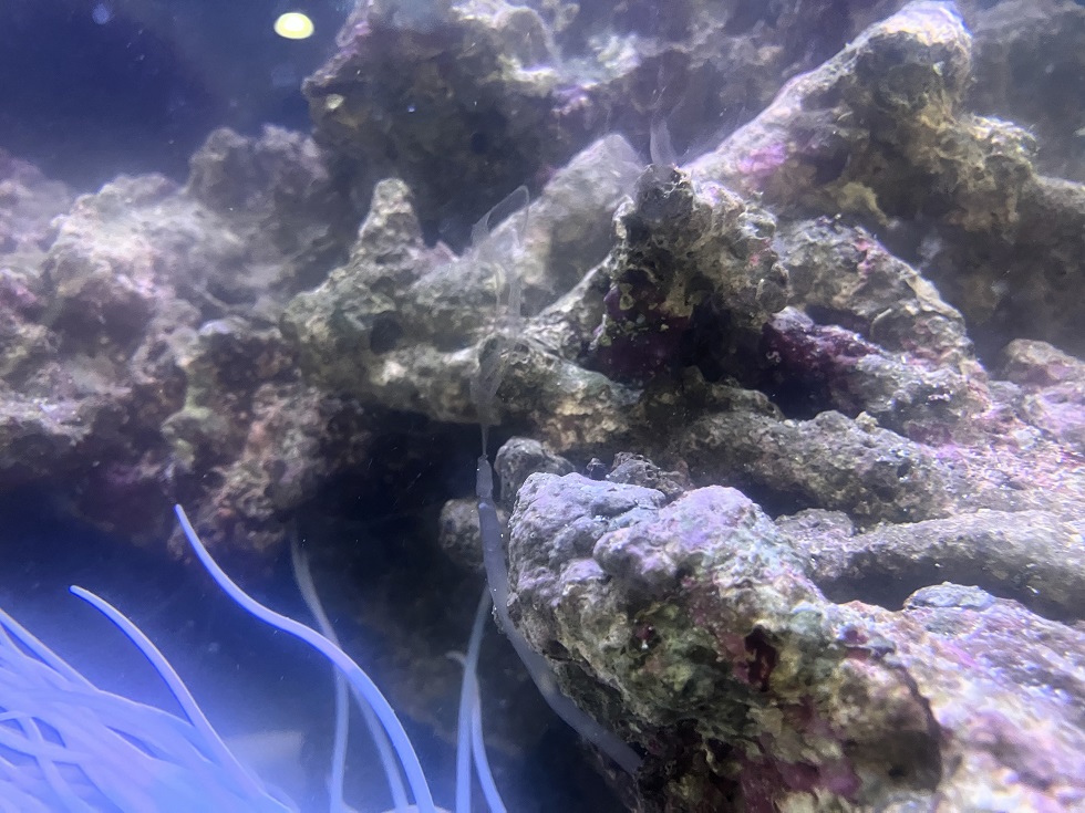 白いモヤモヤ？ | 熱帯魚の水槽レンタルサービス｜美ら海