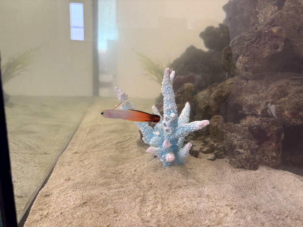 ハタタテハゼ仲間入り?? | 熱帯魚の水槽レンタルサービス|美ら海